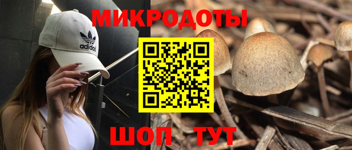 Псилоцибиновые грибы Psilocybe Карабулак